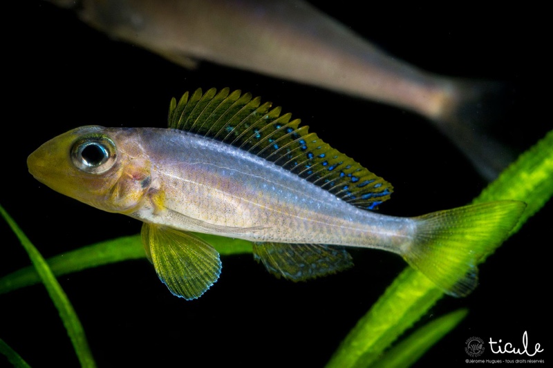 Xenotilapia sp. 'papilio sunflower' Chituta Bay